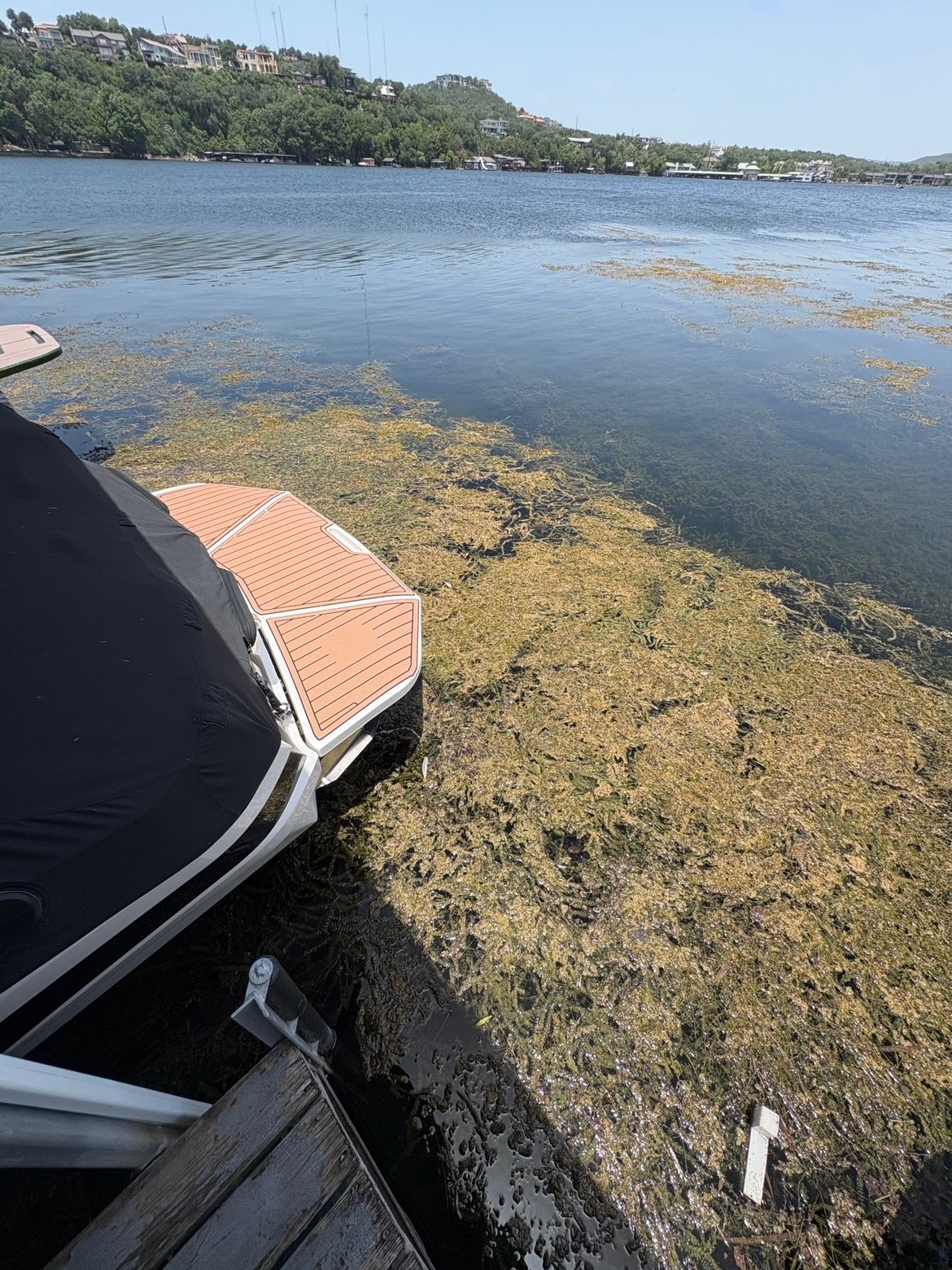 Dense hydrilla mat covering the water around a dock and boat, before removal